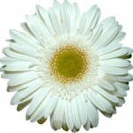 619239_wedding_flower