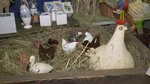 Wielkanocne ozdoby – kupić czy wykonać ręcznie?